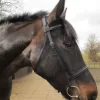 Wembley Pro Show Bridle