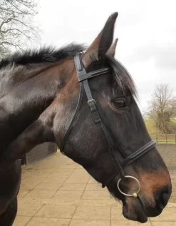 Wembley Pro Show Bridle