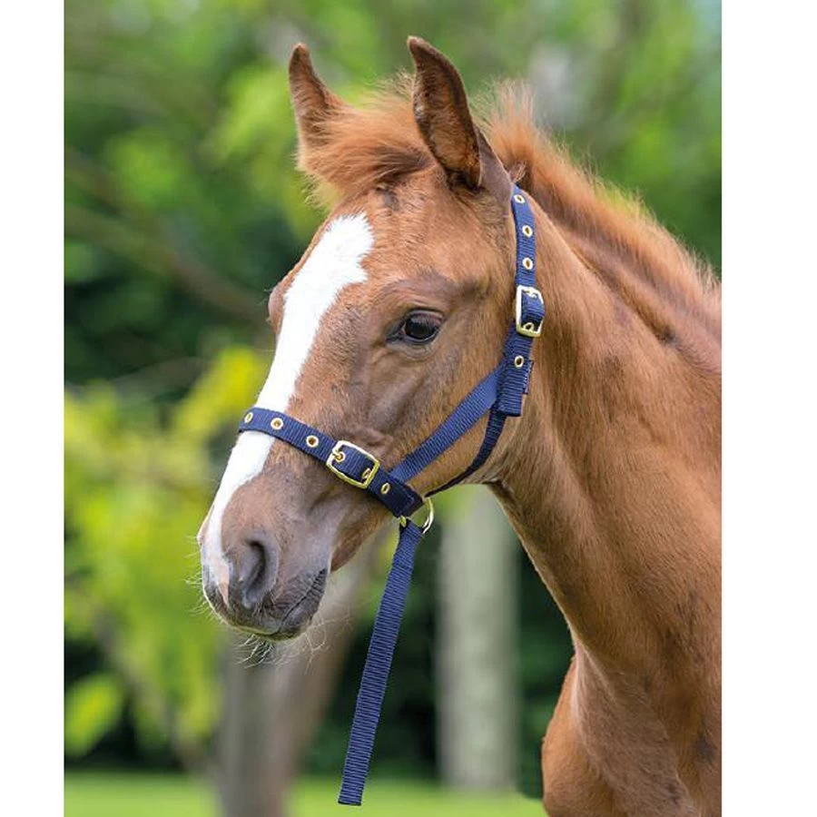 Shires Nylon Foal Slip 2 Shires Nylon Foal Slip - Image 2