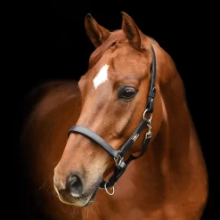 Equilibrium Stellar Headcollar 6 Equilibrium Stellar Headcollar -Equestrian Supplies Sale 0000012553