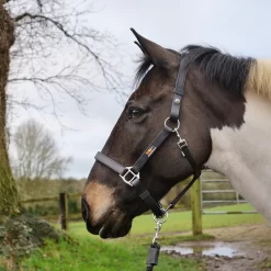 Equilibrium Stellar Headcollar 7 Equilibrium Stellar Headcollar -Equestrian Supplies Sale 0000012554