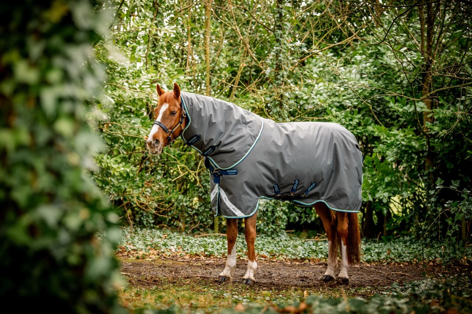 AMIGO BRAVO 12 PLUS HVY 400G 1 AMIGO BRAVO 12 PLUS HVY 400G