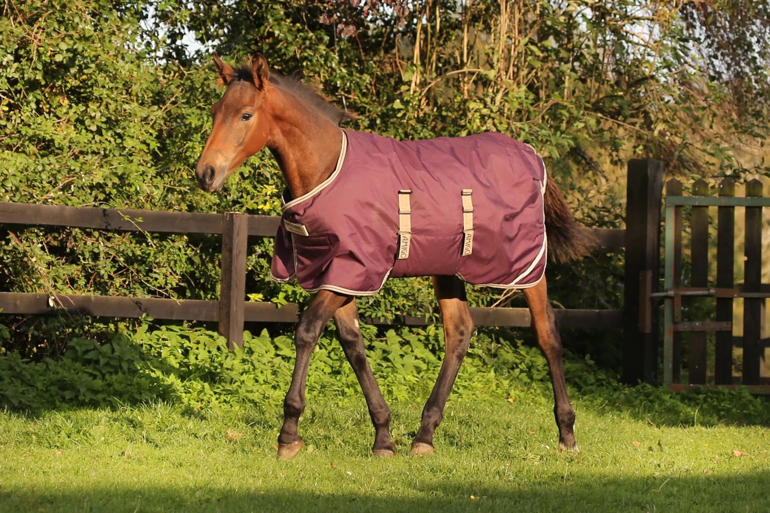 AMIGO FOAL 200G RIPSTOP RUG 1 AMIGO FOAL 200G RIPSTOP RUG