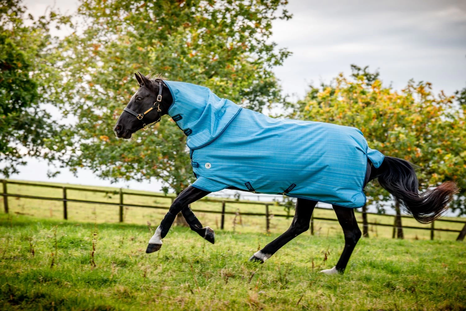 AMIGO HERO 900D REVIVE PLUS 50G 1 AMIGO HERO 900D REVIVE PLUS 50G