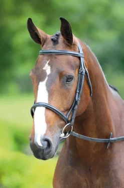 Bridleway Melton Raised Cavesson Bridle With Reins