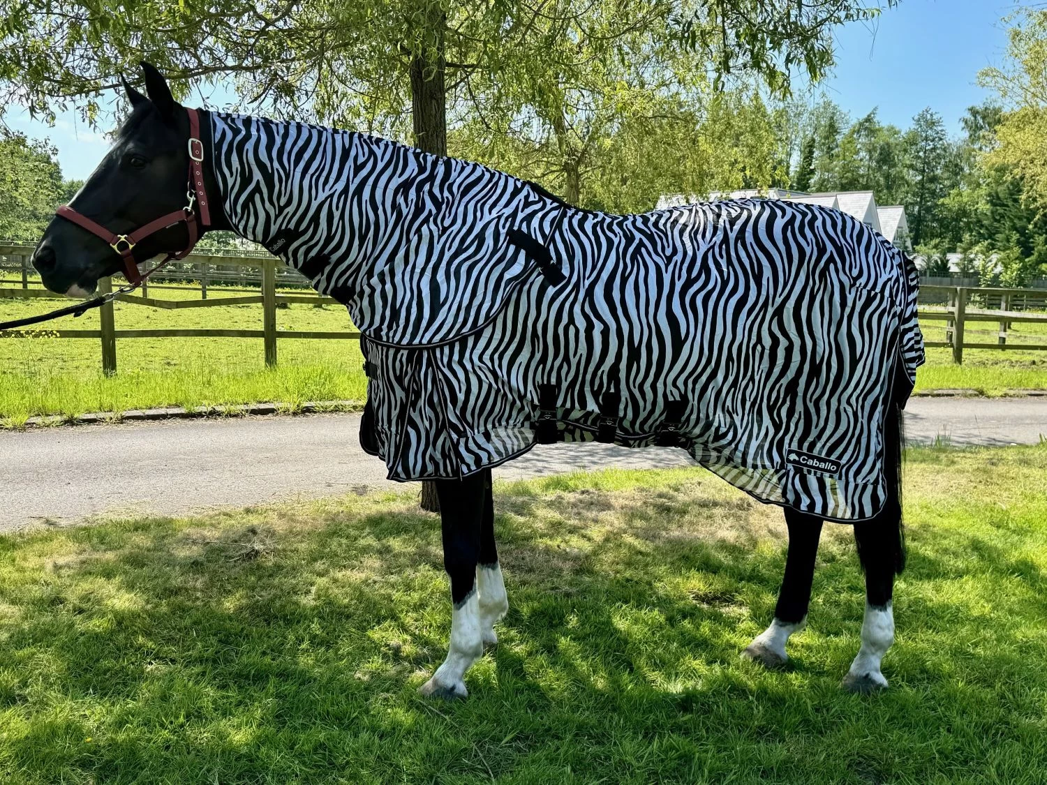 CABALLO ZEBRA FLY RUG 1 CABALLO ZEBRA FLY RUG
