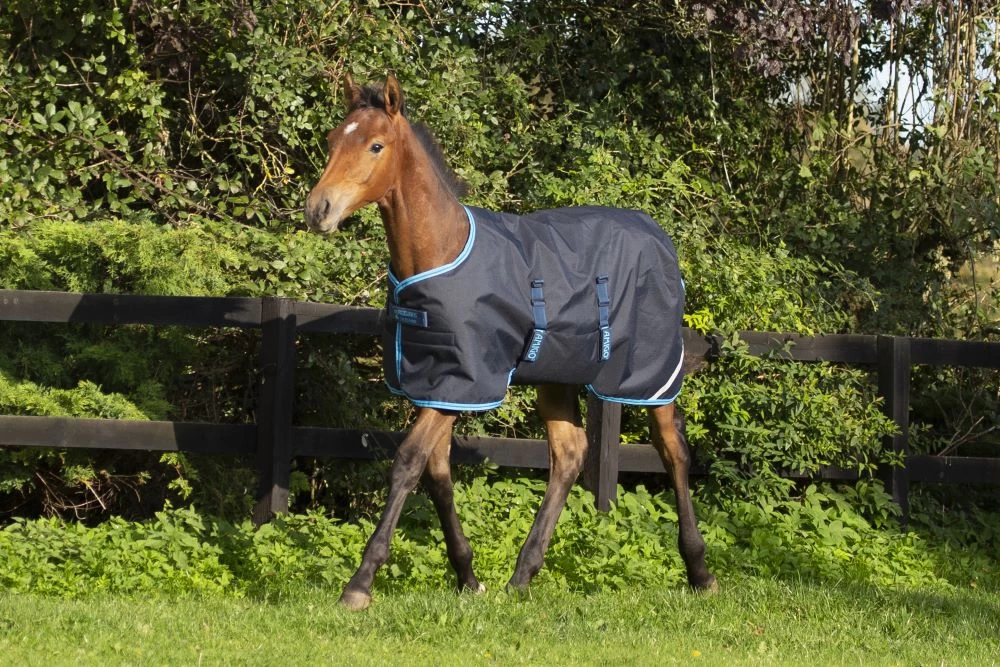 Horseware Amigo Ripstop Foal Rug 200g Turnout 2 Horseware Amigo Ripstop Foal Rug 200g Turnout - Image 2