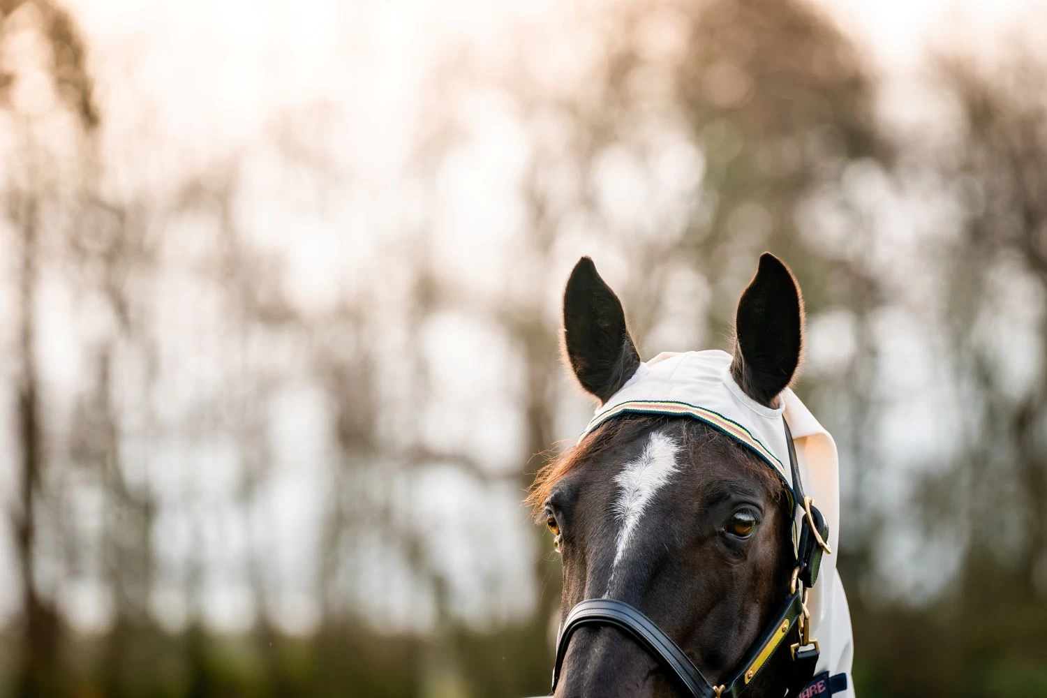 HORSEWARE AMIGO RIPSTOP HOODY 4 HORSEWARE AMIGO RIPSTOP HOODY - Image 4