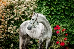 HORSEWARE SIGNATURE BRAIDED HEADCOLLAR