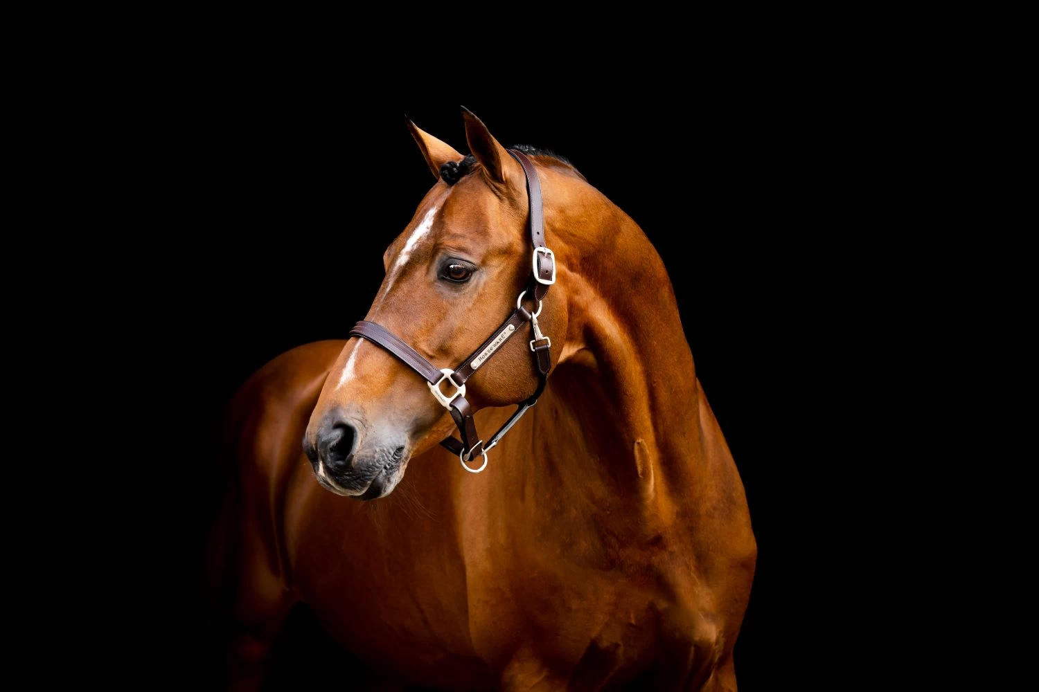 HORSEWARE SIGNATURE LEATHER HEADCOLLAR 1 HORSEWARE SIGNATURE LEATHER HEADCOLLAR