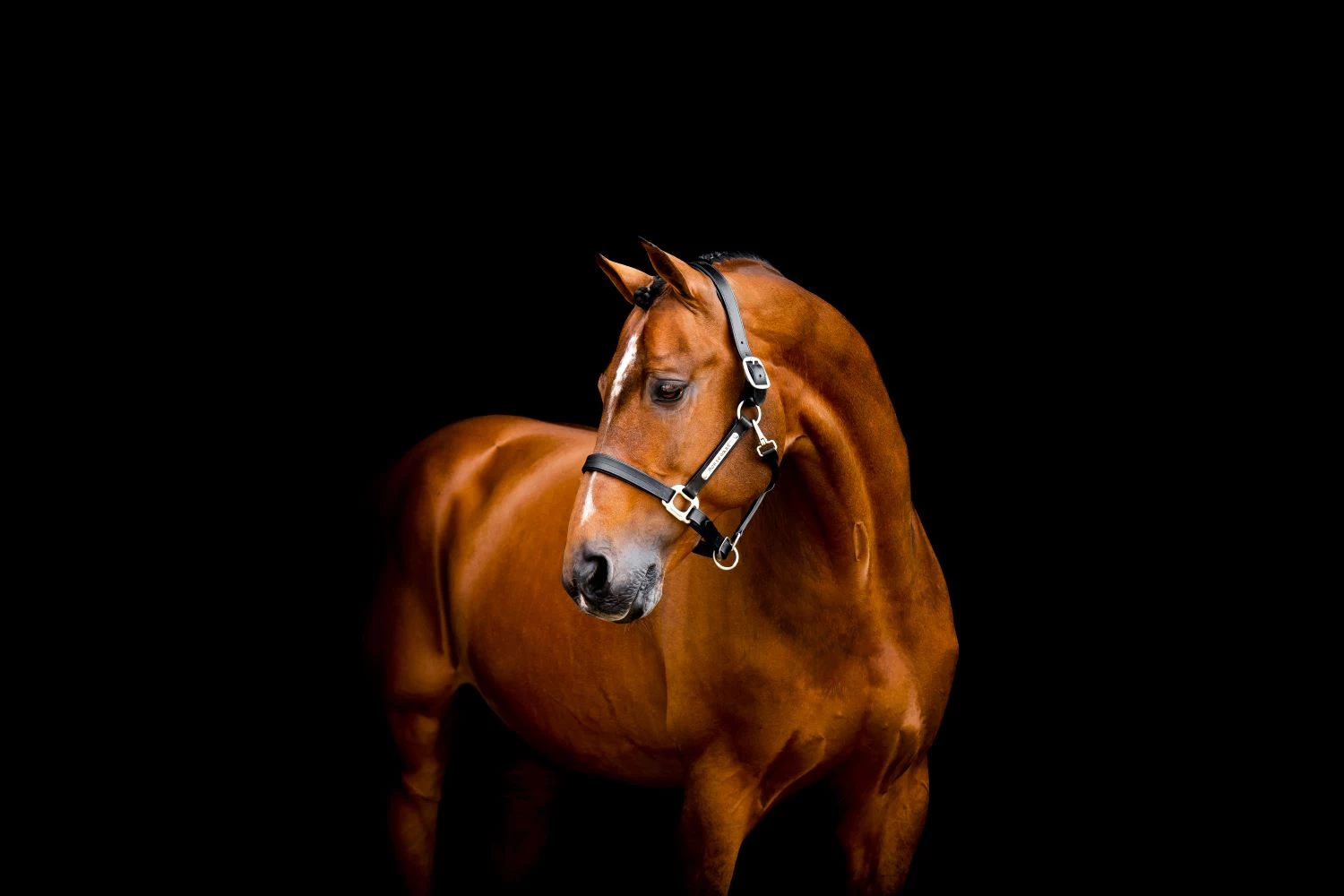 HORSEWARE SIGNATURE LEATHER HEADCOLLAR 2 HORSEWARE SIGNATURE LEATHER HEADCOLLAR - Image 2