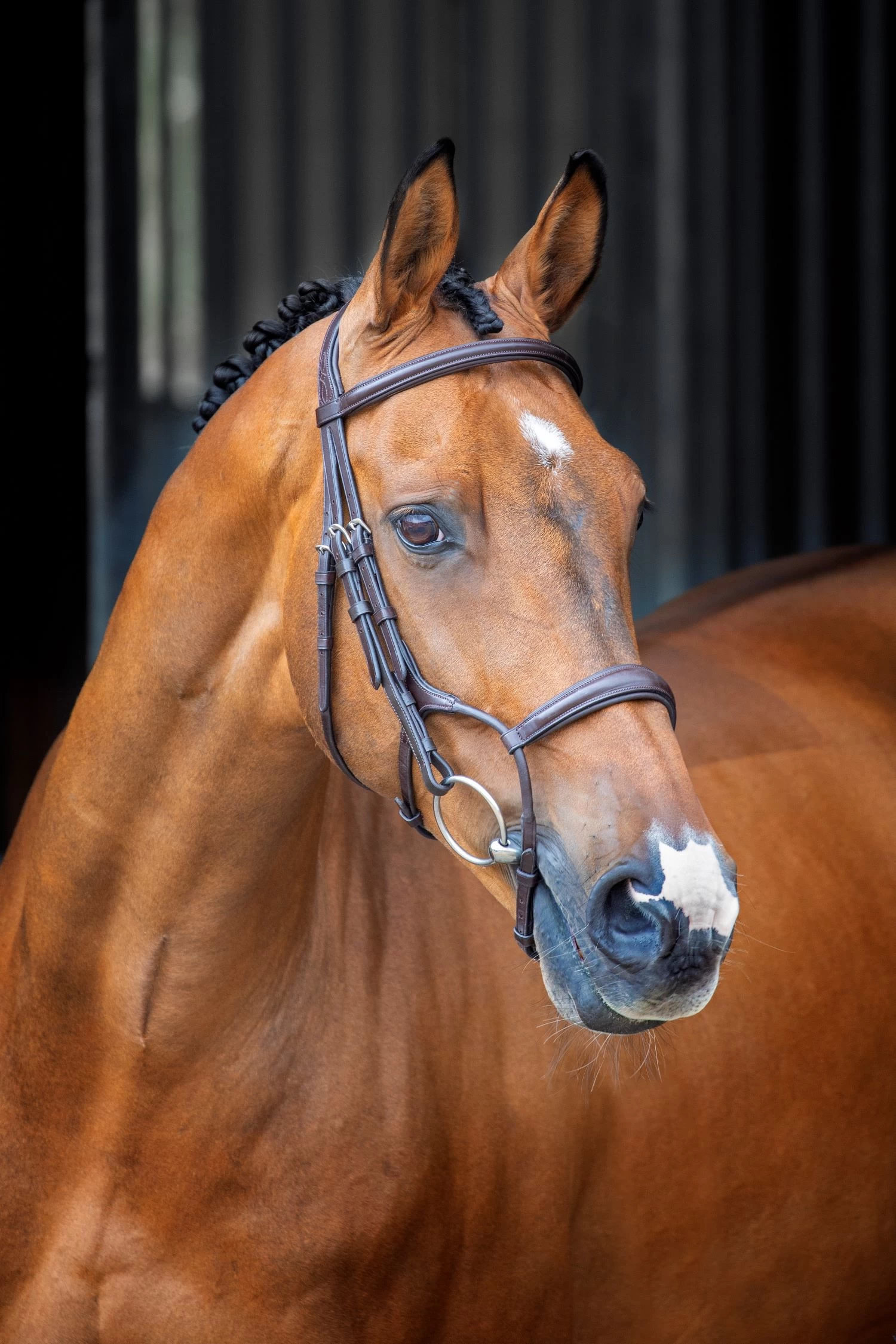 Lusso Rolled Padded Cavesson Bridle 1 Lusso Rolled Padded Cavesson Bridle