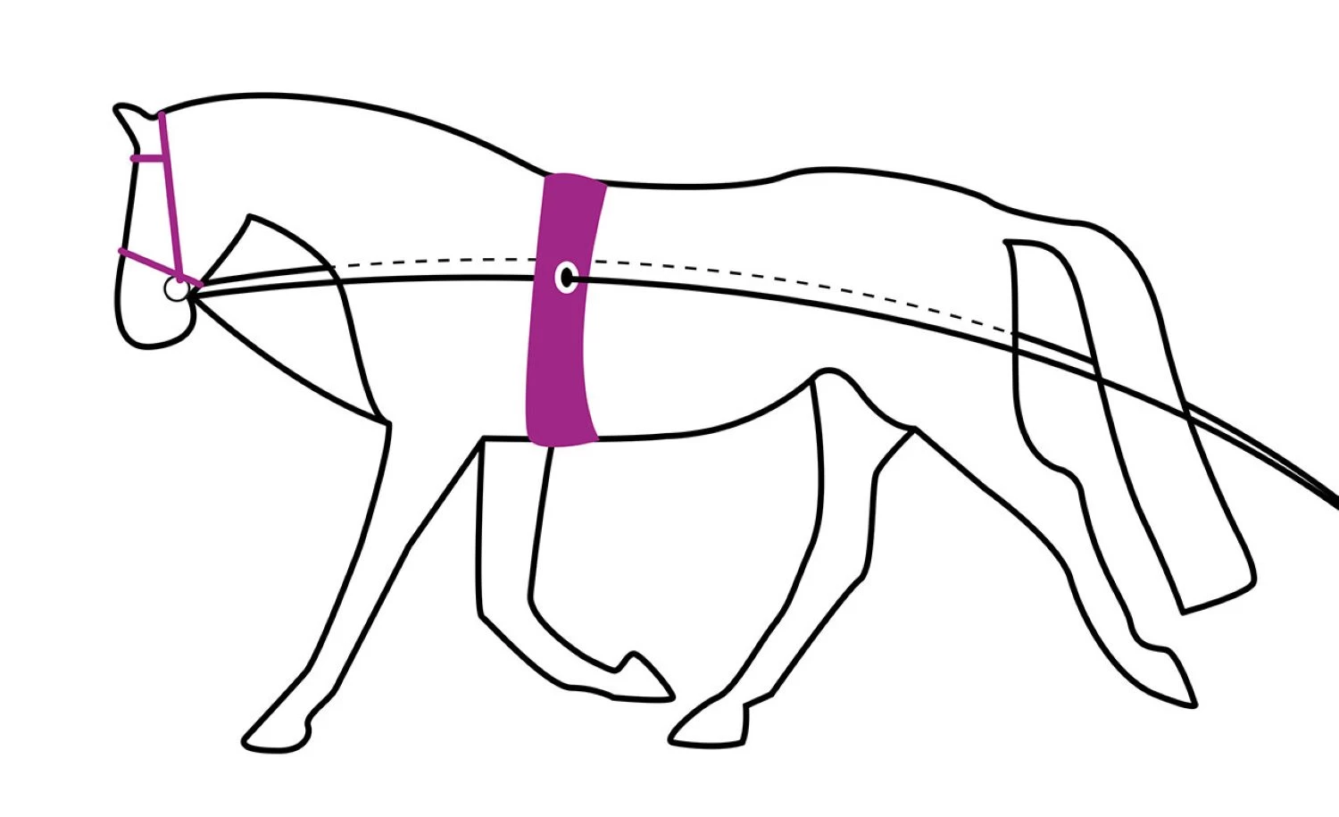 QHP DOUBLE LUNGING REIN 3 QHP DOUBLE LUNGING REIN - Image 3