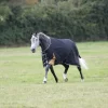 Shires Highlander Plus 200 Turnout Rug
