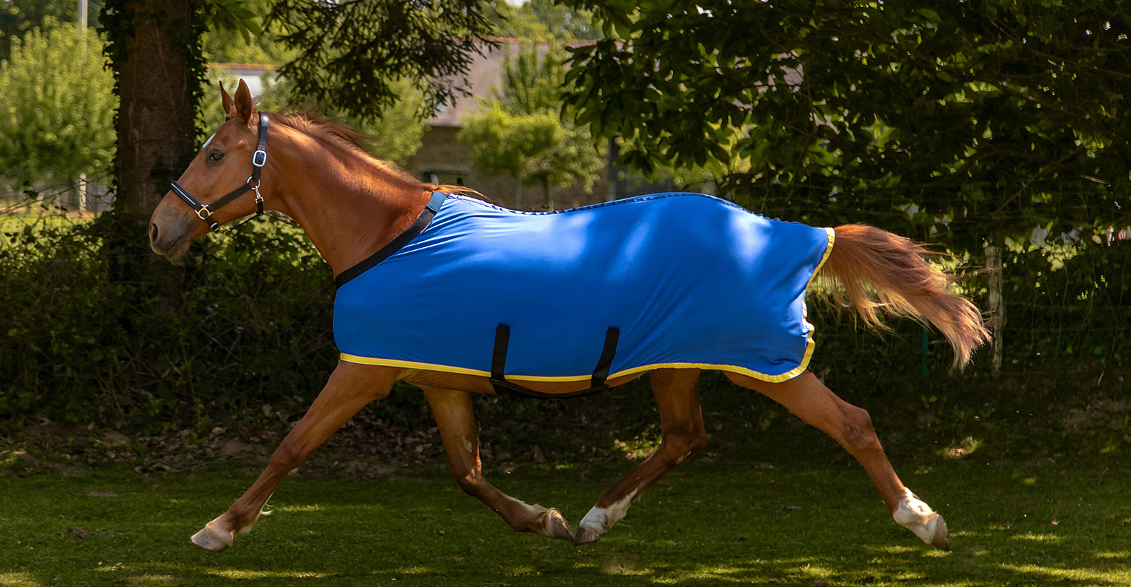 Equestrian Supplies Sale 1 Equestrian Supplies Sale -Equestrian Supplies Sale 1