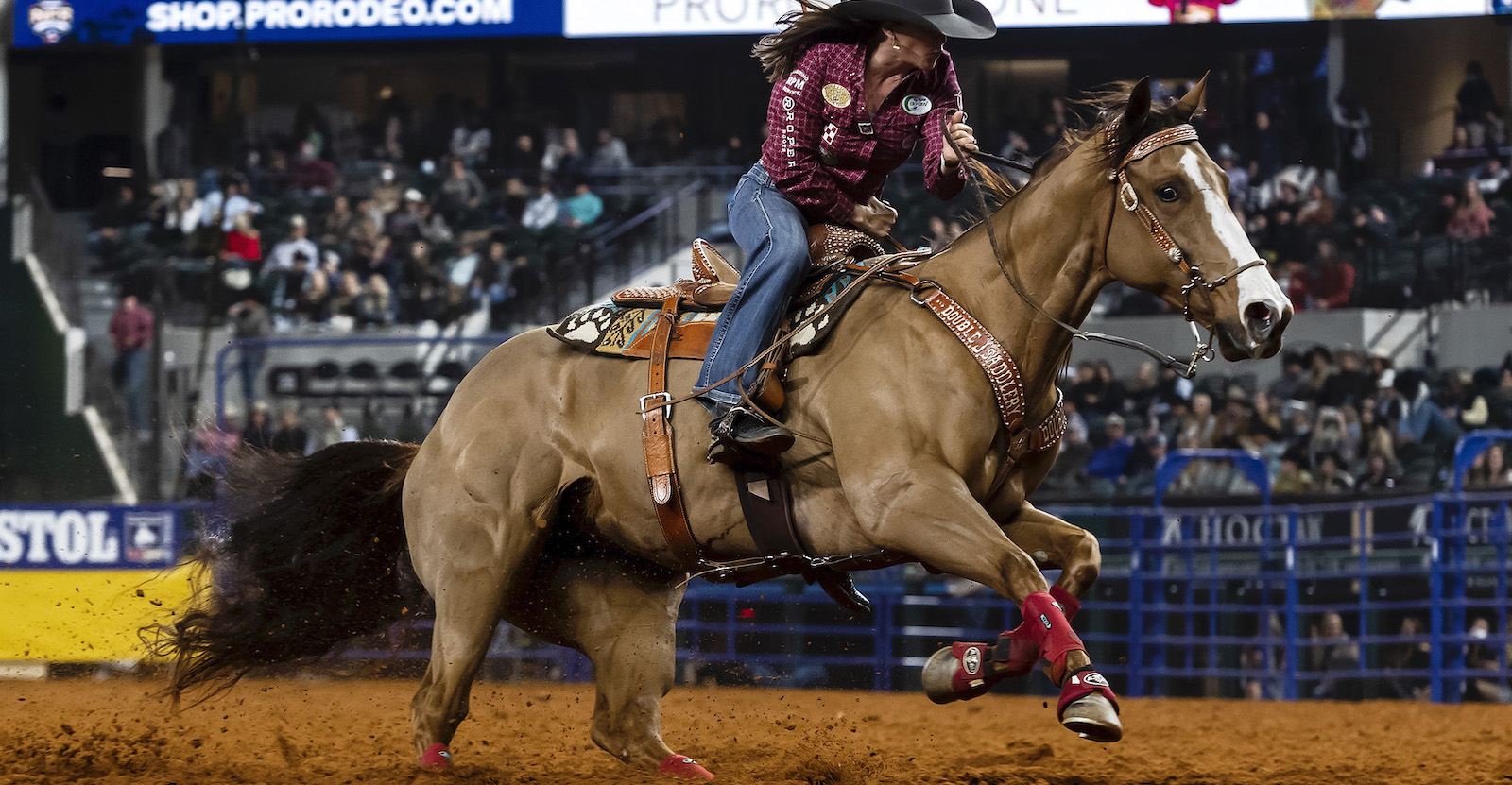 Equestrian Supplies Sale 3 Equestrian Supplies Sale -Equestrian Supplies Sale 2